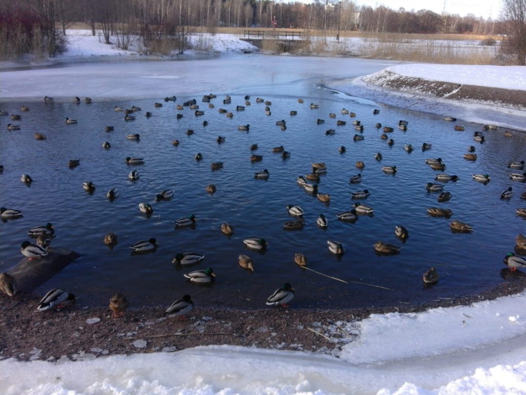 Kuvassa sinisorsia sulassa paikassa Helsingin Pikku-Huopalahdessa. Ympärillä talvinen maisema.